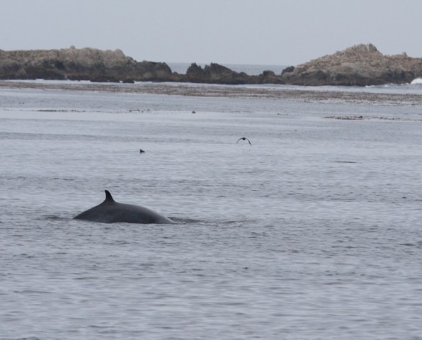 Minke Whale